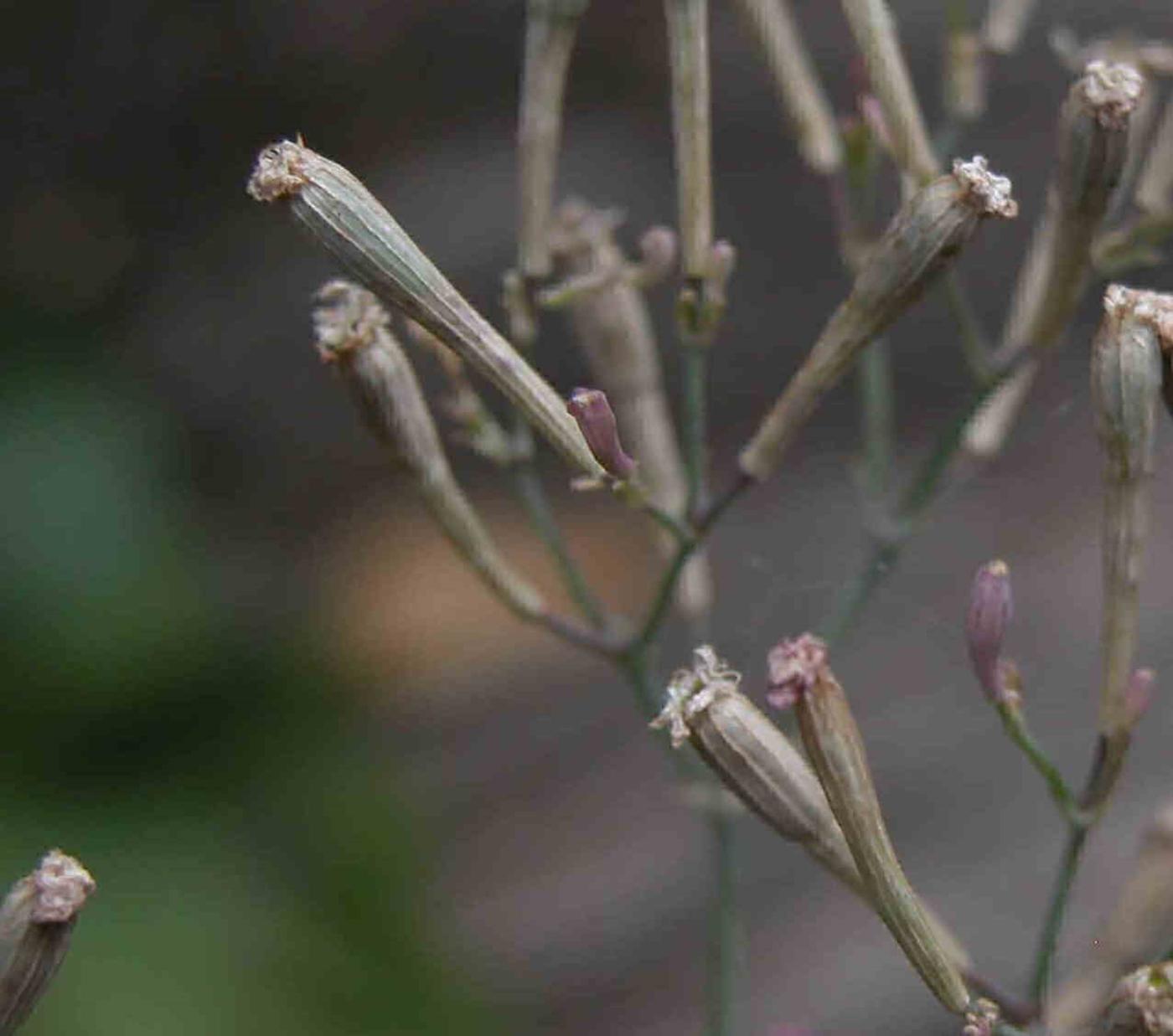 Catchfly, Sweet-William fruit